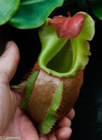 Nepenthes veitchii (m)