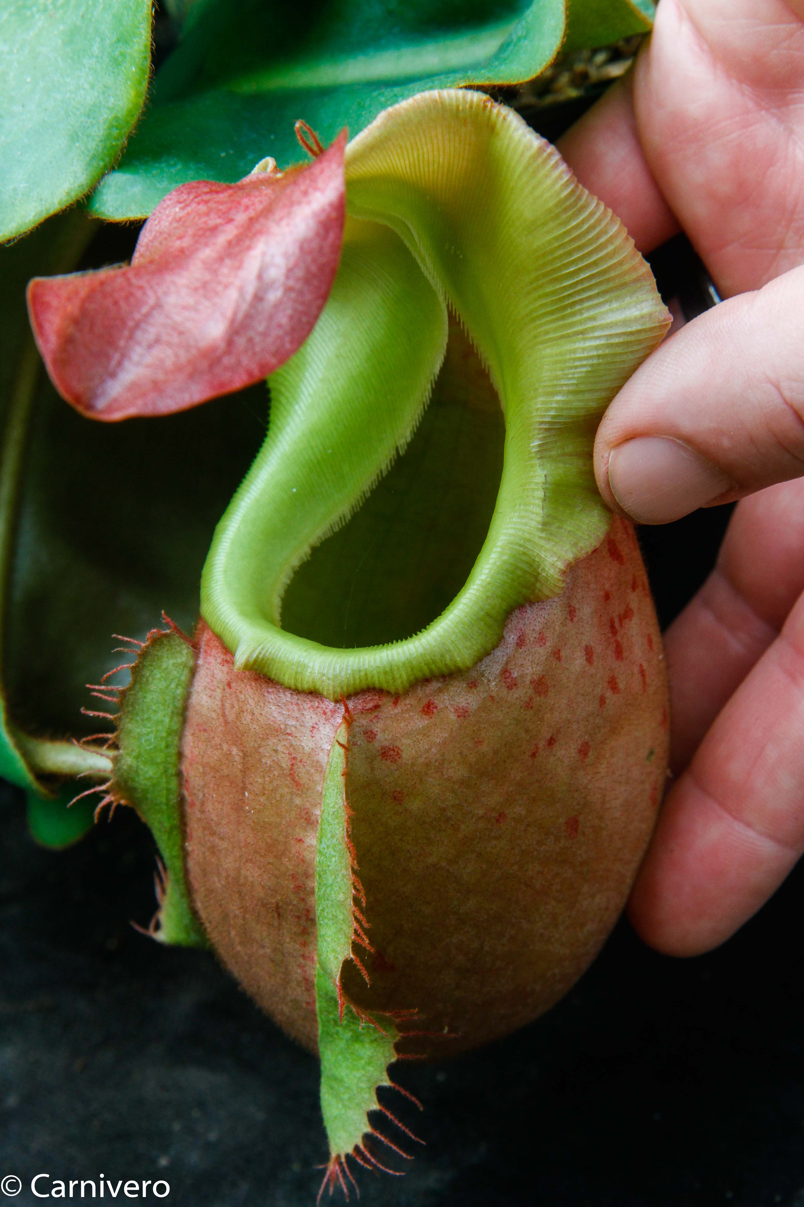 Nepenthes veitchii (m) – Carnivero