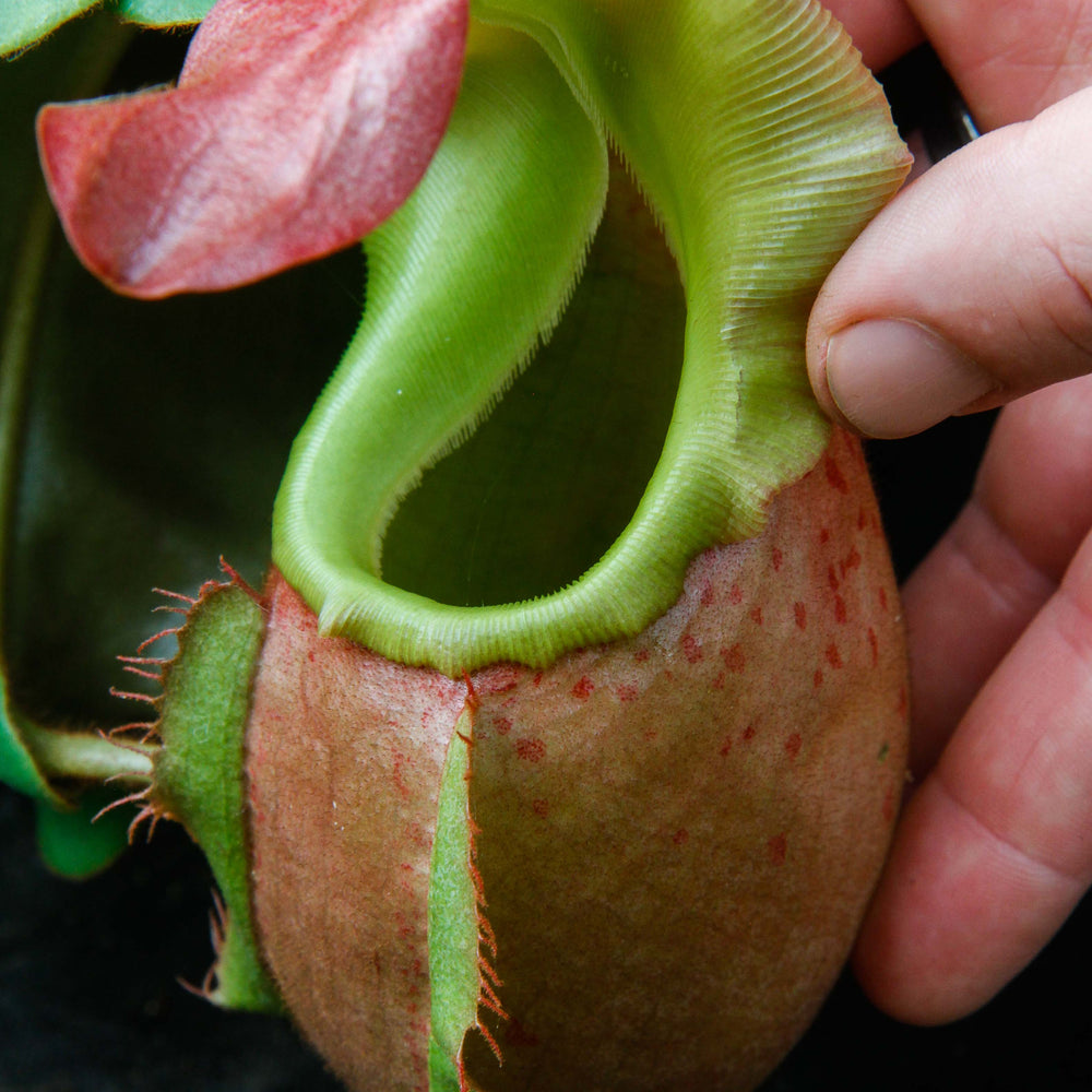 
                      
                        Nepenthes veitchii (m)
                      
                    