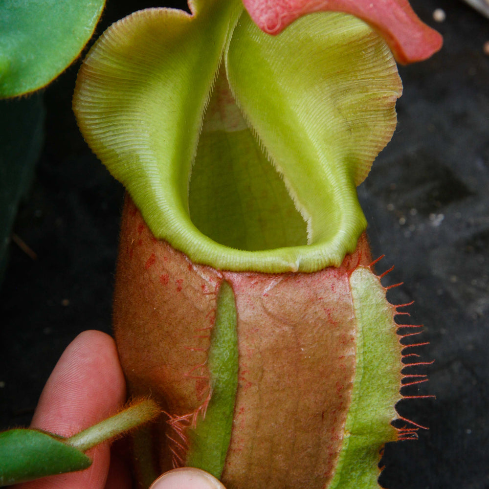 Nepenthes veitchii (m)