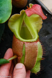 Nepenthes veitchii (m)