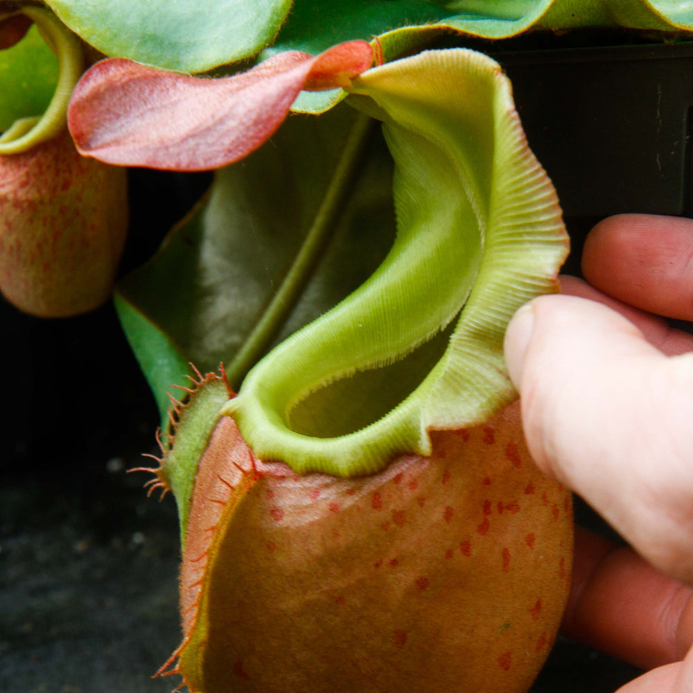 
                      
                        Nepenthes veitchii (m)
                      
                    