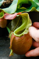 Nepenthes veitchii (m)