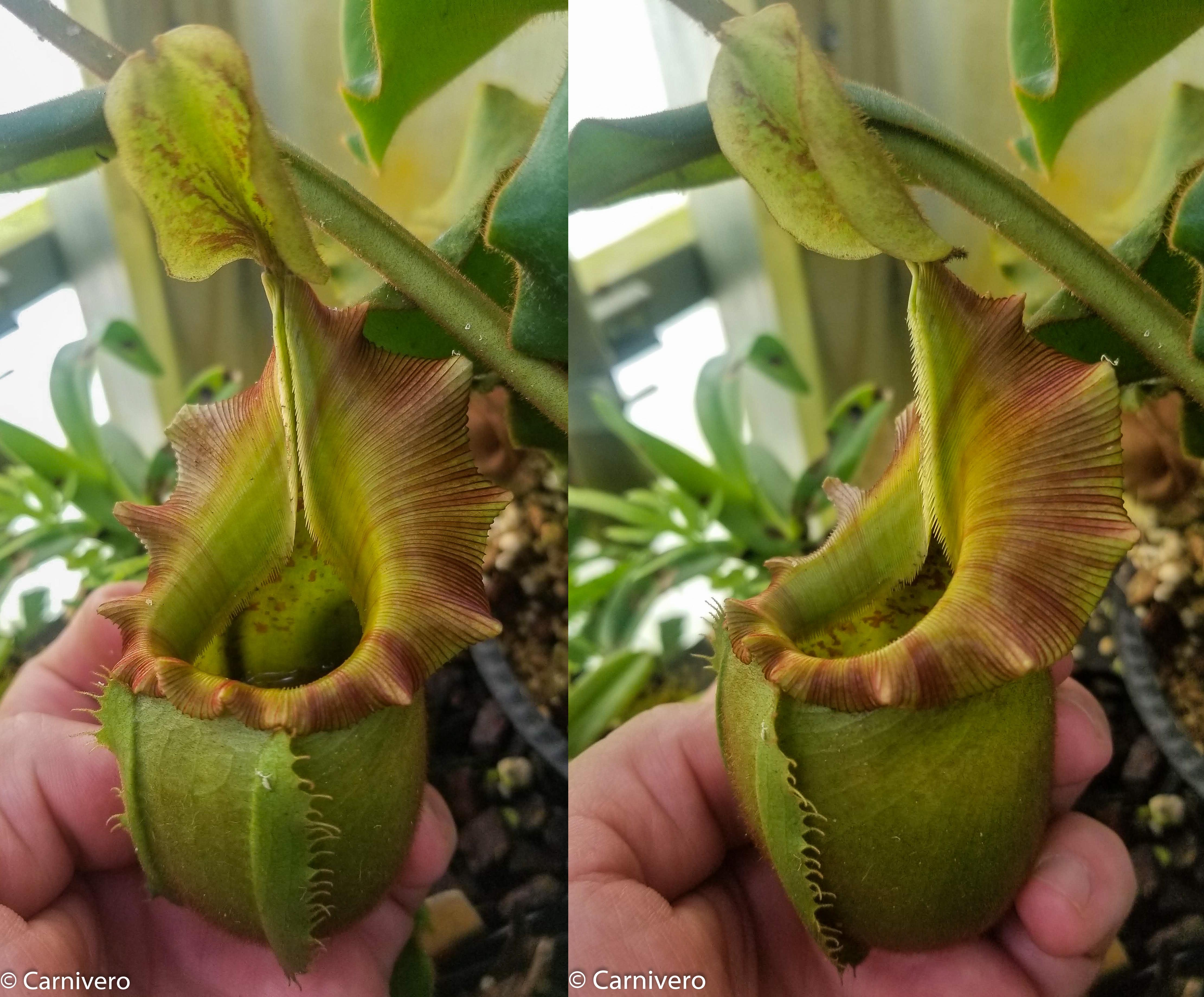 Nepenthes veitchii (selected clones) – Carnivero