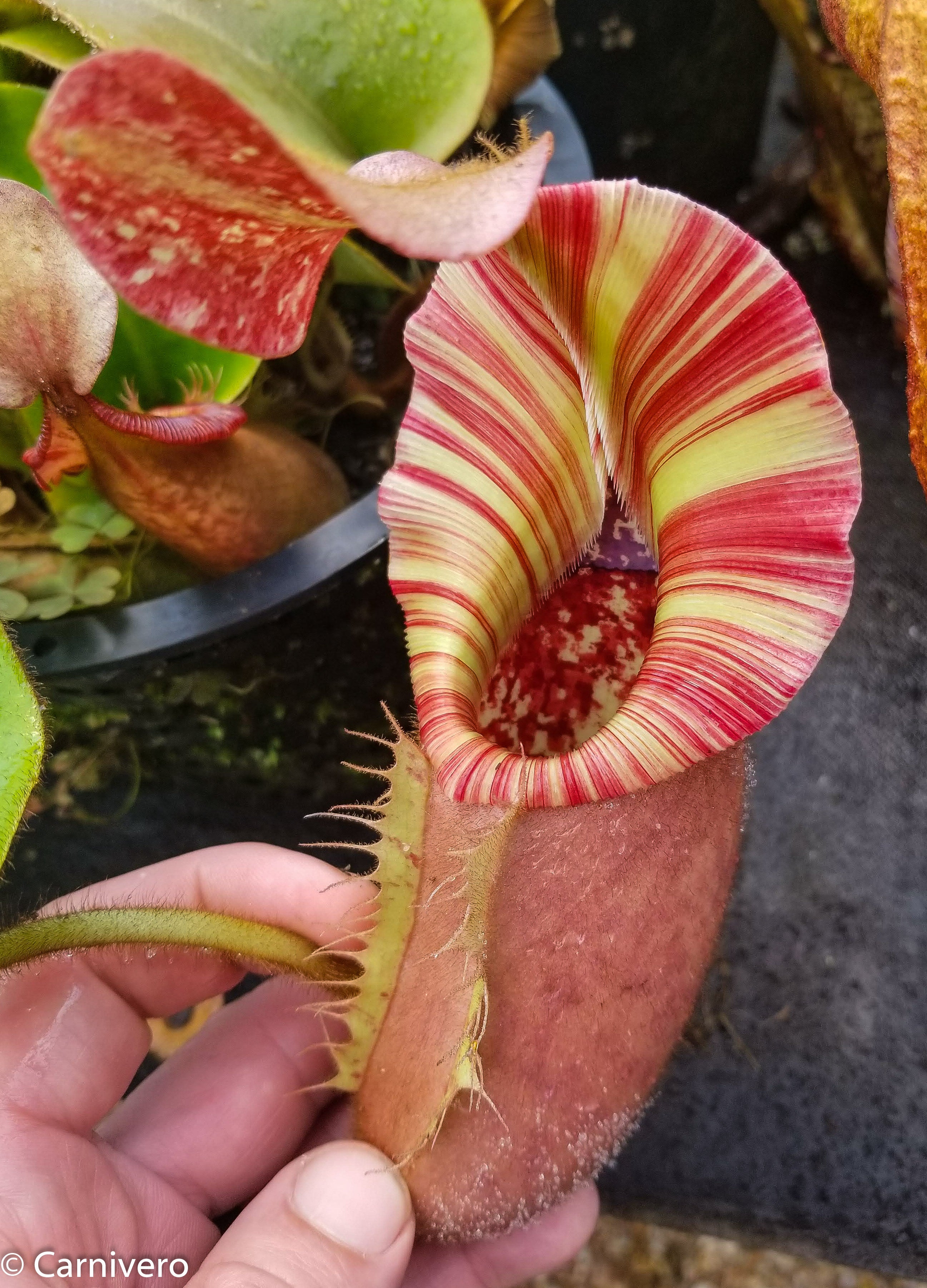 Nepenthes veitchii (selected clones) – Carnivero