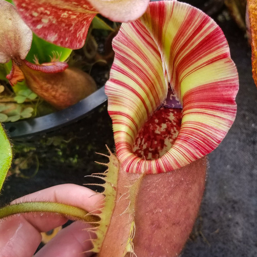 Nepenthes veitchii (selected clones)