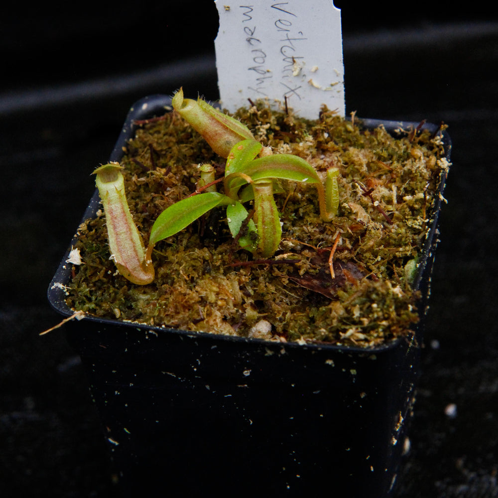 Nepenthes veitchii x macrophylla, CAR-0137