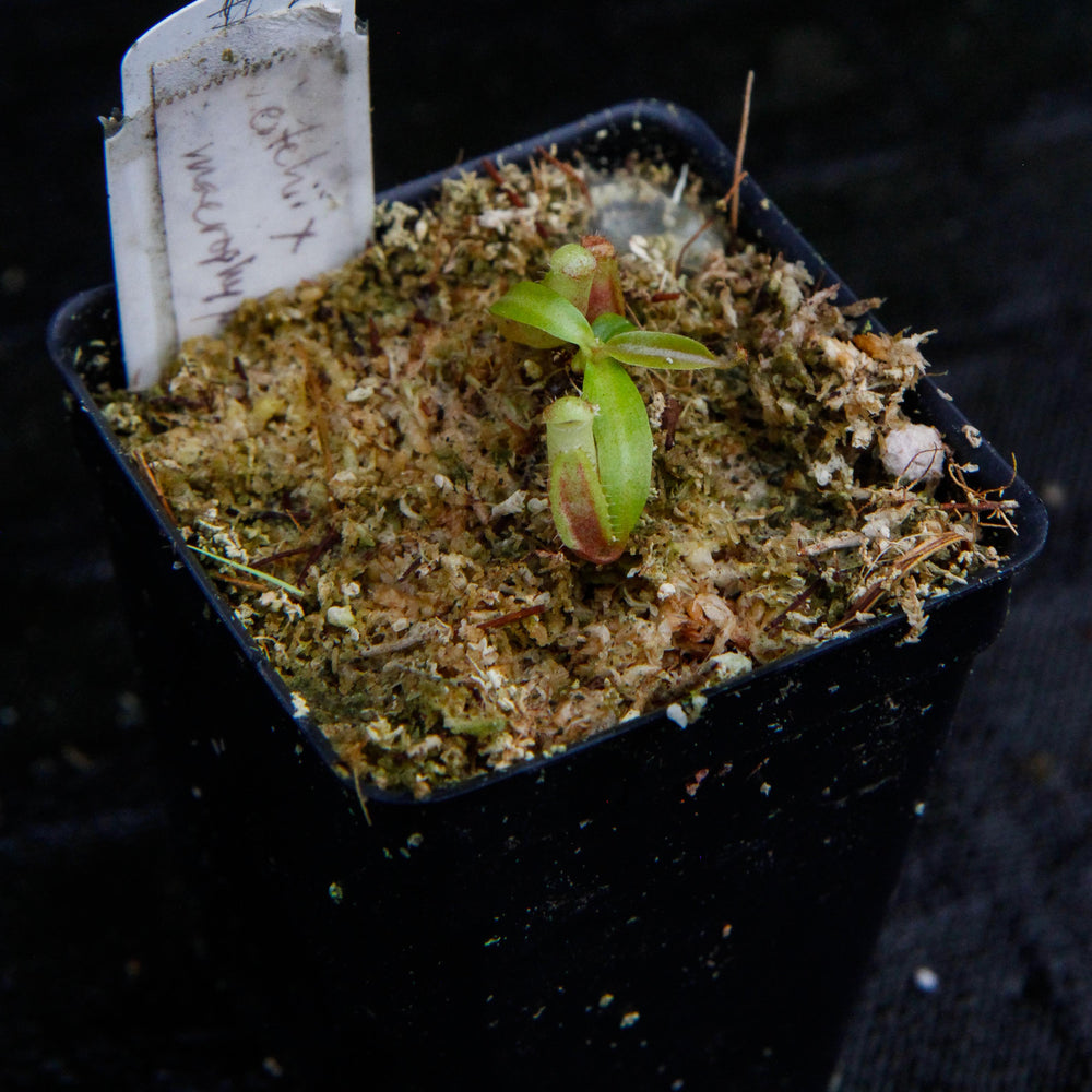 
                      
                        Nepenthes veitchii x macrophylla, CAR-0137
                      
                    