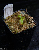 Nepenthes veitchii x macrophylla, CAR-0137