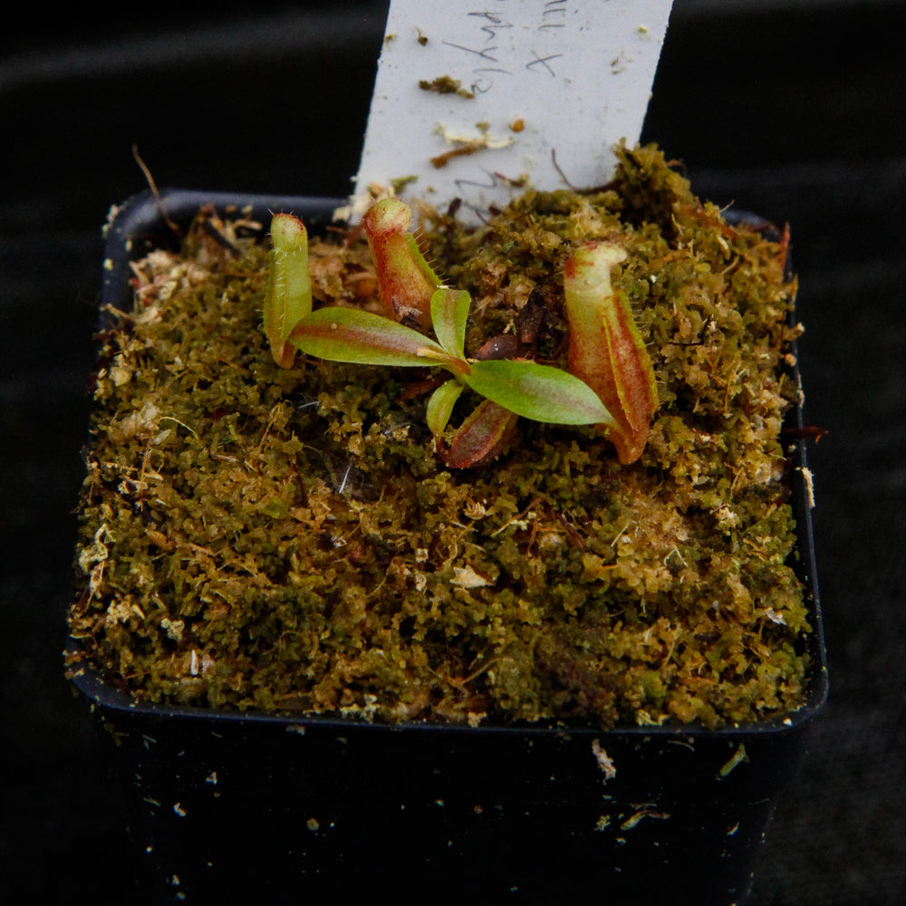 
                      
                        Nepenthes veitchii x macrophylla, CAR-0137
                      
                    