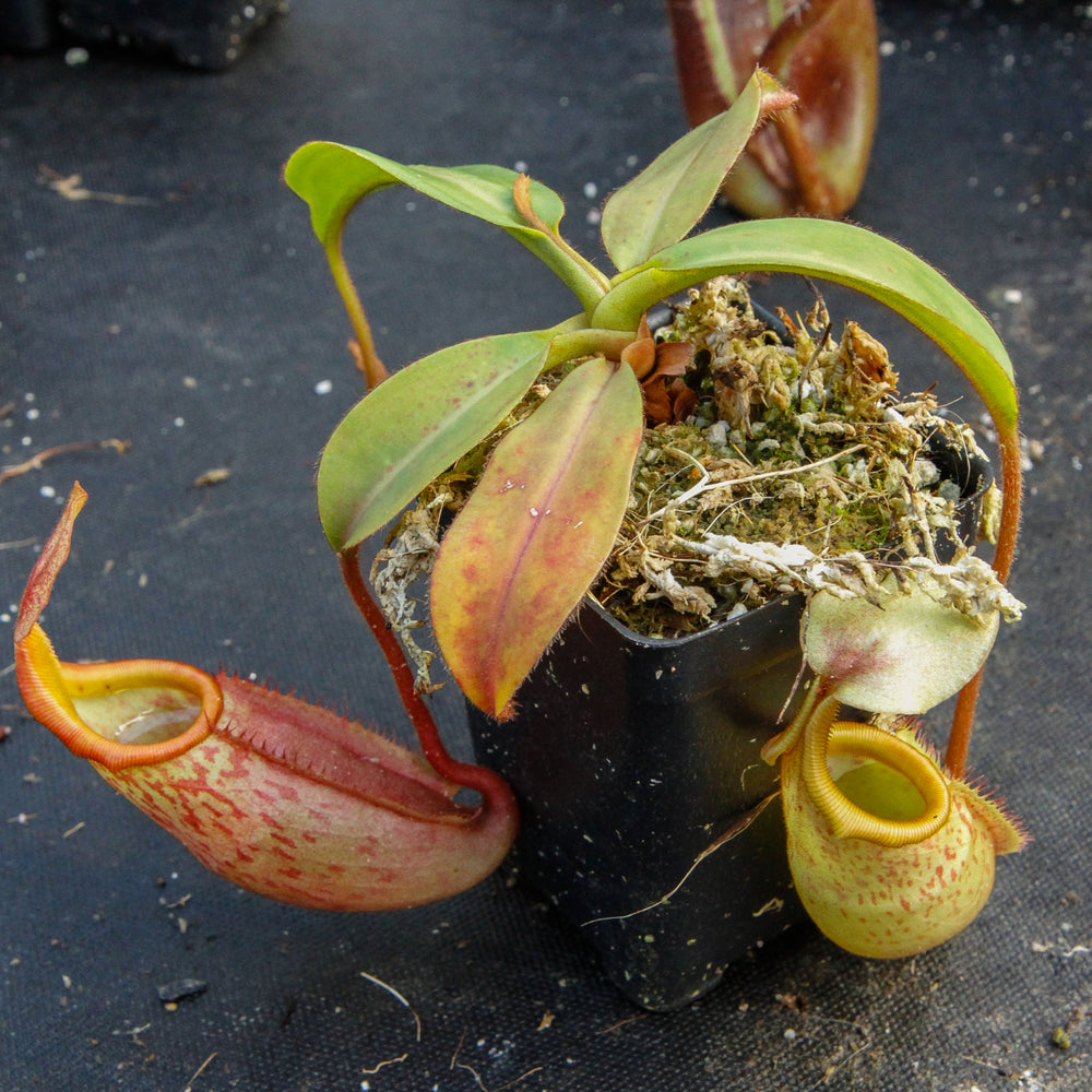 
                      
                        Nepenthes veitchii x mira BE-3696
                      
                    