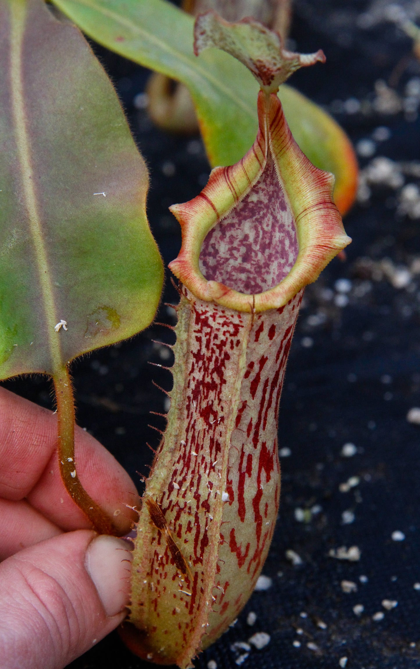 Nepenthes veitchii x platychila, BE-3213