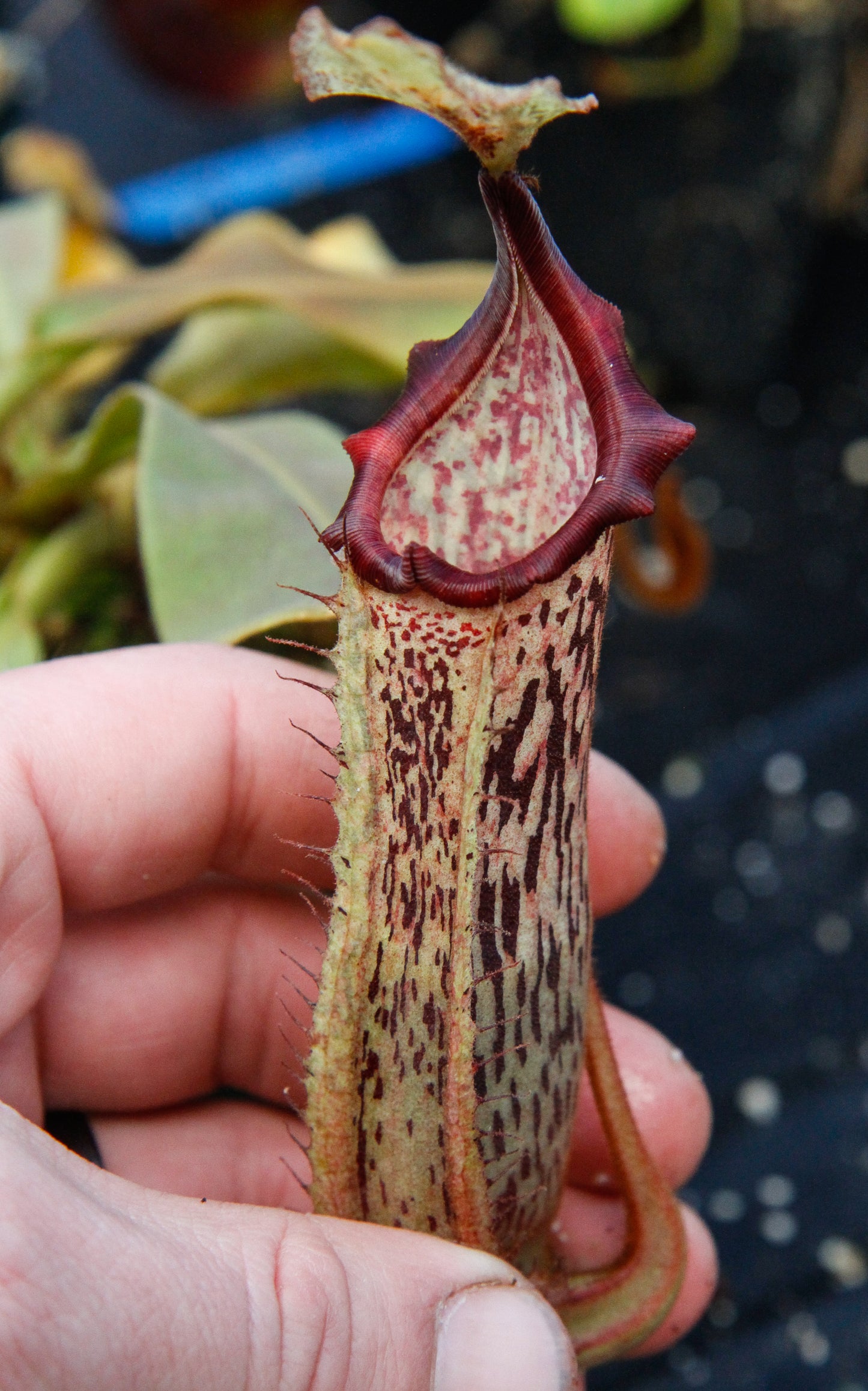 Nepenthes veitchii x platychila, BE-3213