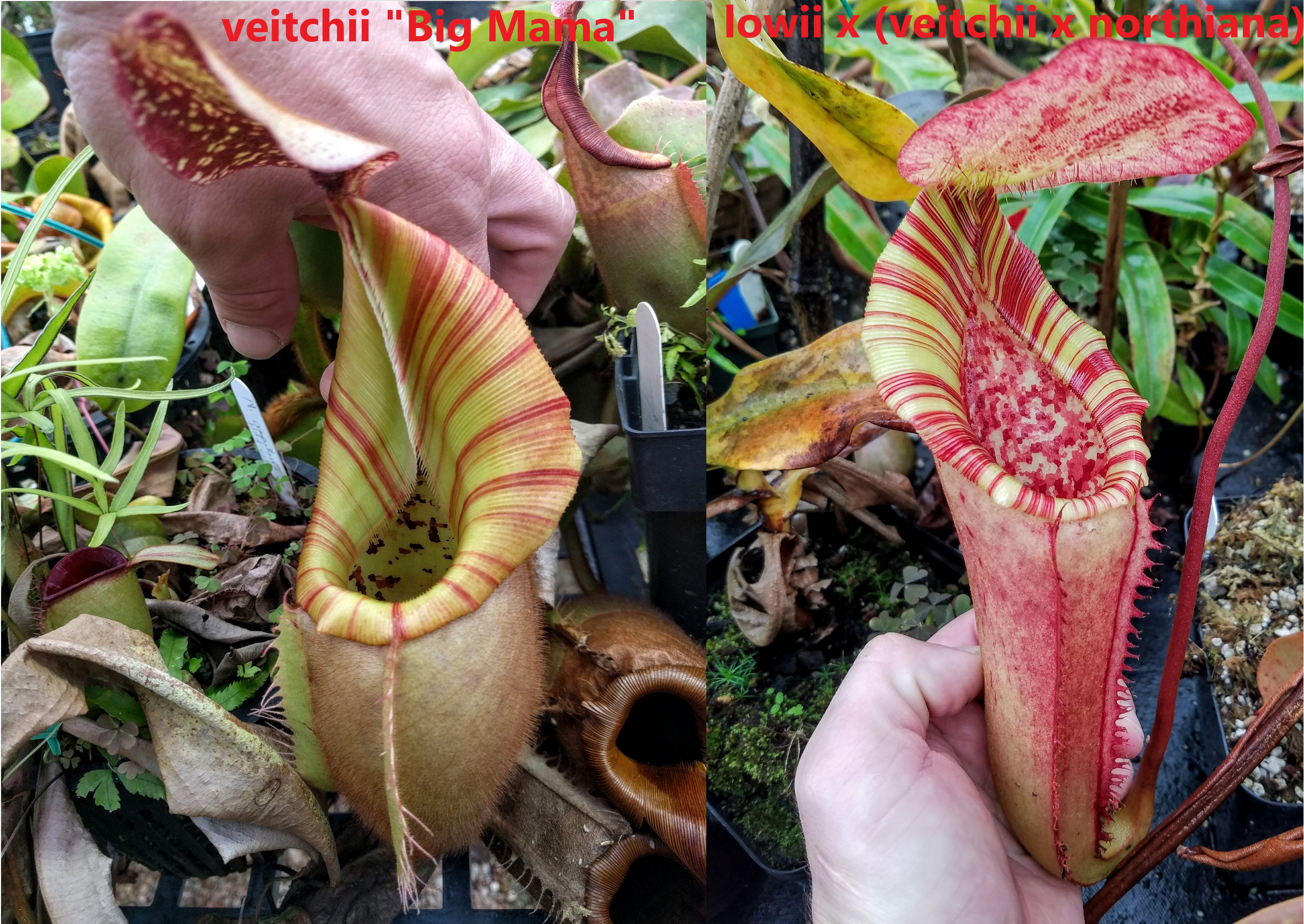 Nepenthes veitchii (k) x [lowii x (veitchii x northiana)], CAR