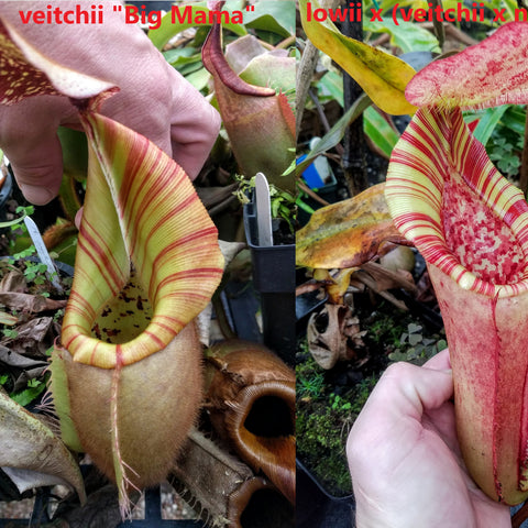 Collage of two Nepenthes veitchii hybrid pitchers labeled Big Mama and lowii x veitchii x northiana