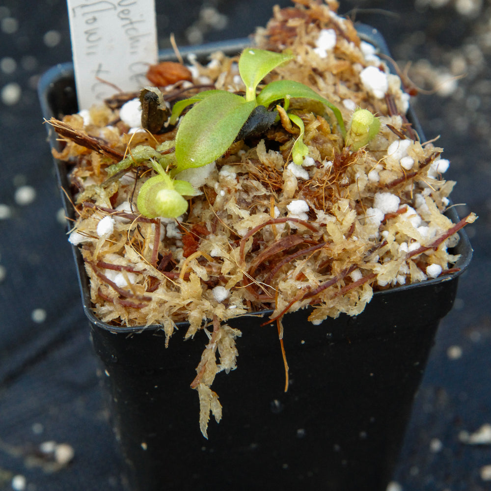 Nepenthes veitchii (k) x [lowii x (veitchii x northiana)], CAR-0005