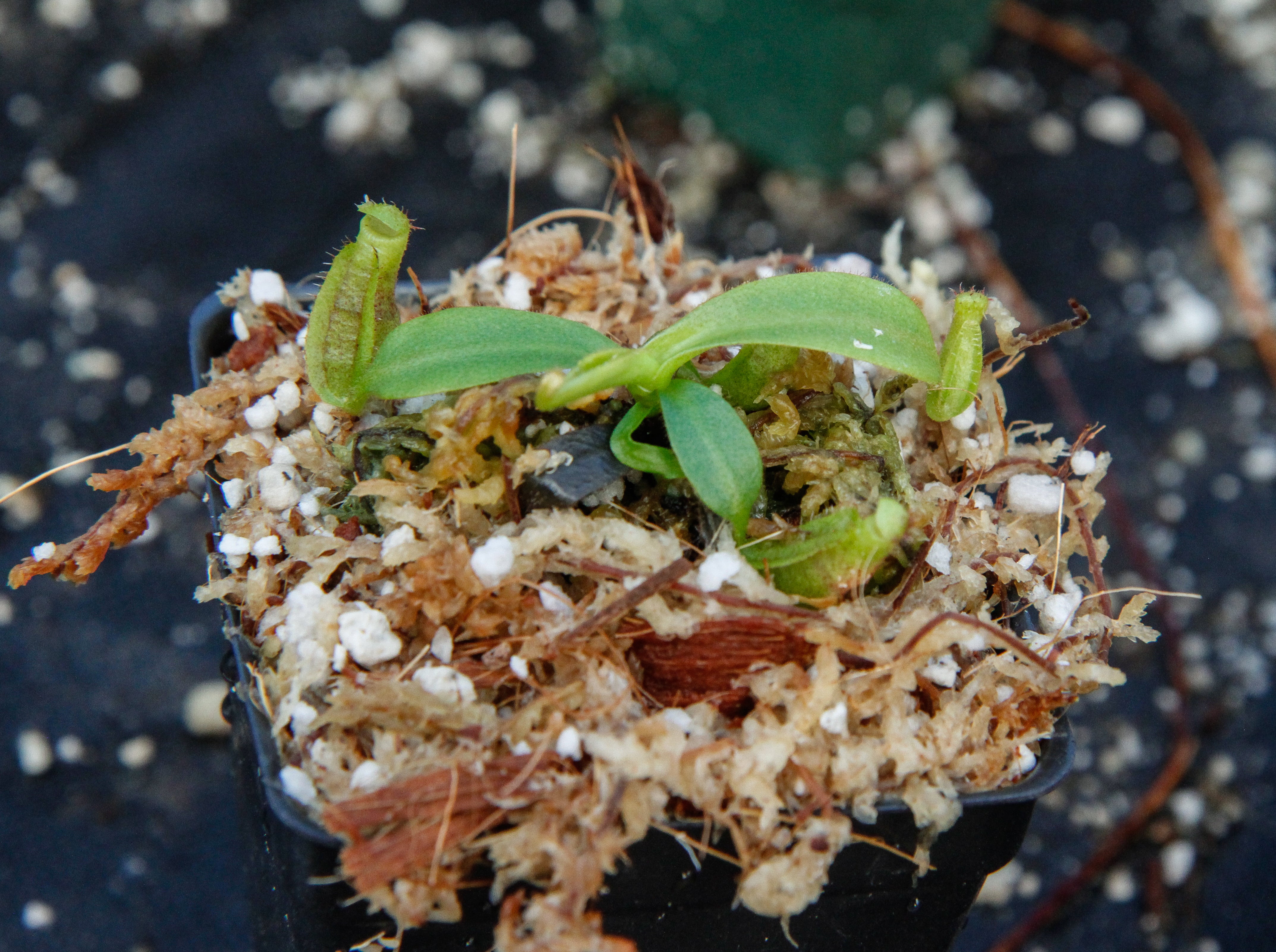Nepenthes veitchii (k) x [lowii x (veitchii x northiana)], CAR