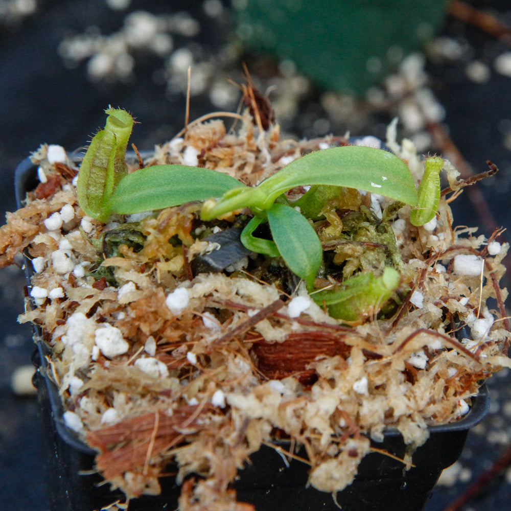 
                      
                        Nepenthes veitchii (k) x [lowii x (veitchii x northiana)], CAR-0005
                      
                    