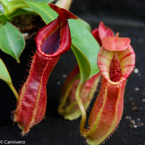 Two Nepenthes veitchii Psychedelic x adrianii pitchers with red tubular bodies and striped peristomes