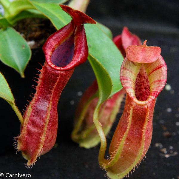 Nepenthes veitchii "Psychedelic" x adrianii, CAR-0092