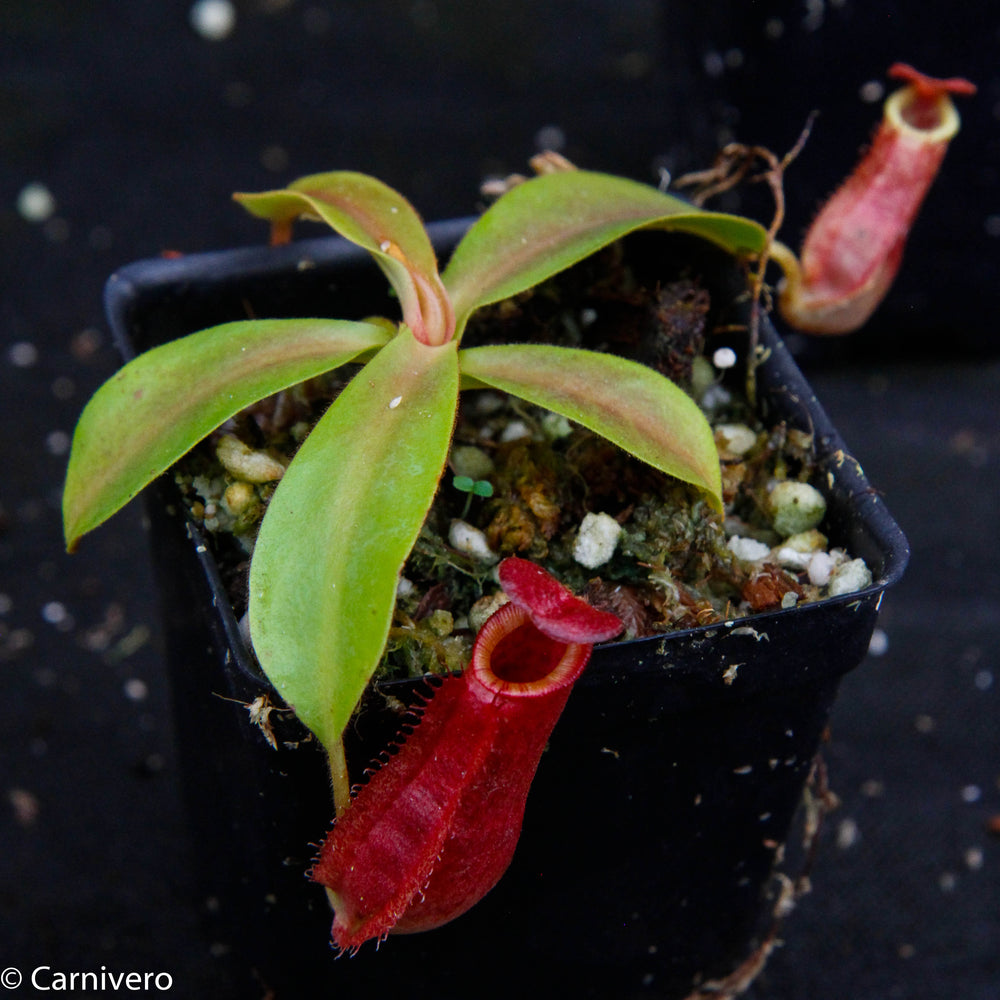 
                      
                        Nepenthes veitchii "Psychedelic" x adrianii, CAR-0092
                      
                    