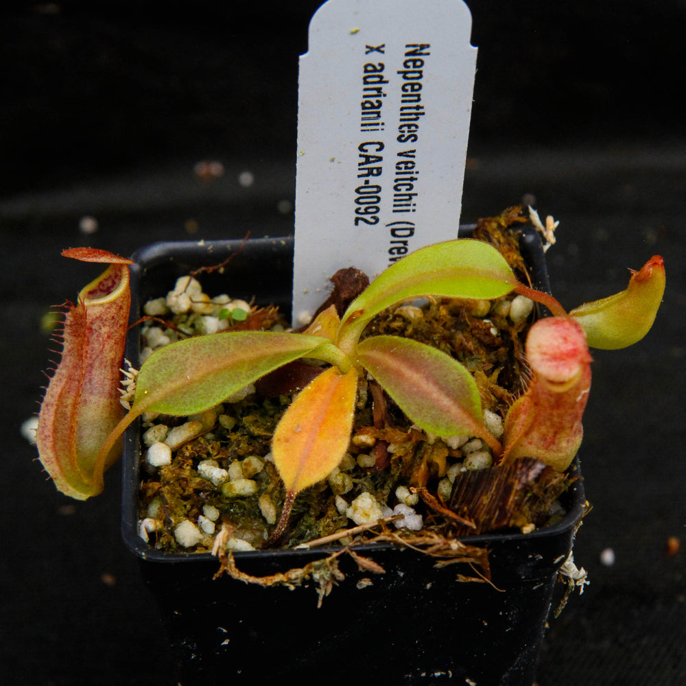 
                      
                        Nepenthes veitchii "Psychedelic" x adrianii, CAR-0092
                      
                    