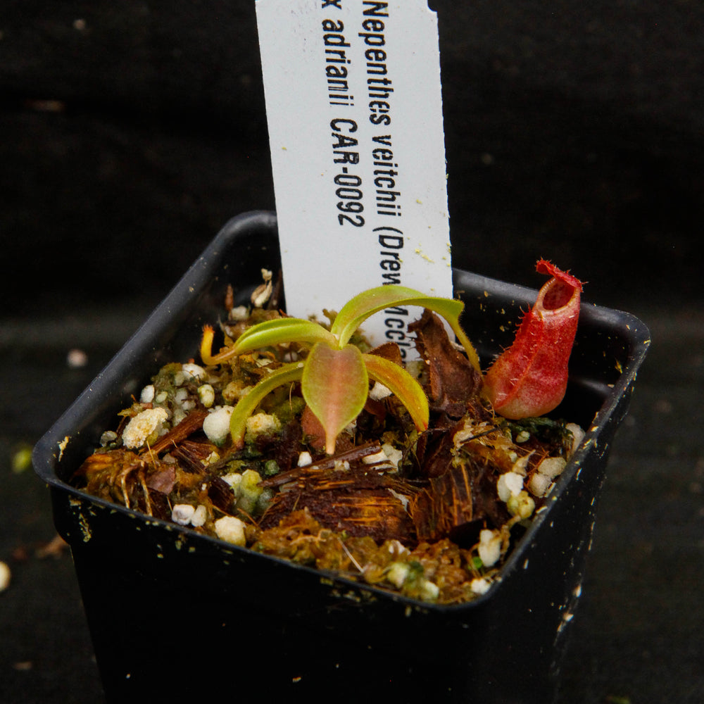 
                      
                        Nepenthes veitchii "Psychedelic" x adrianii, CAR-0092
                      
                    