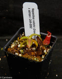 Nepenthes veitchii "Psychedelic" x adrianii, CAR-0092
