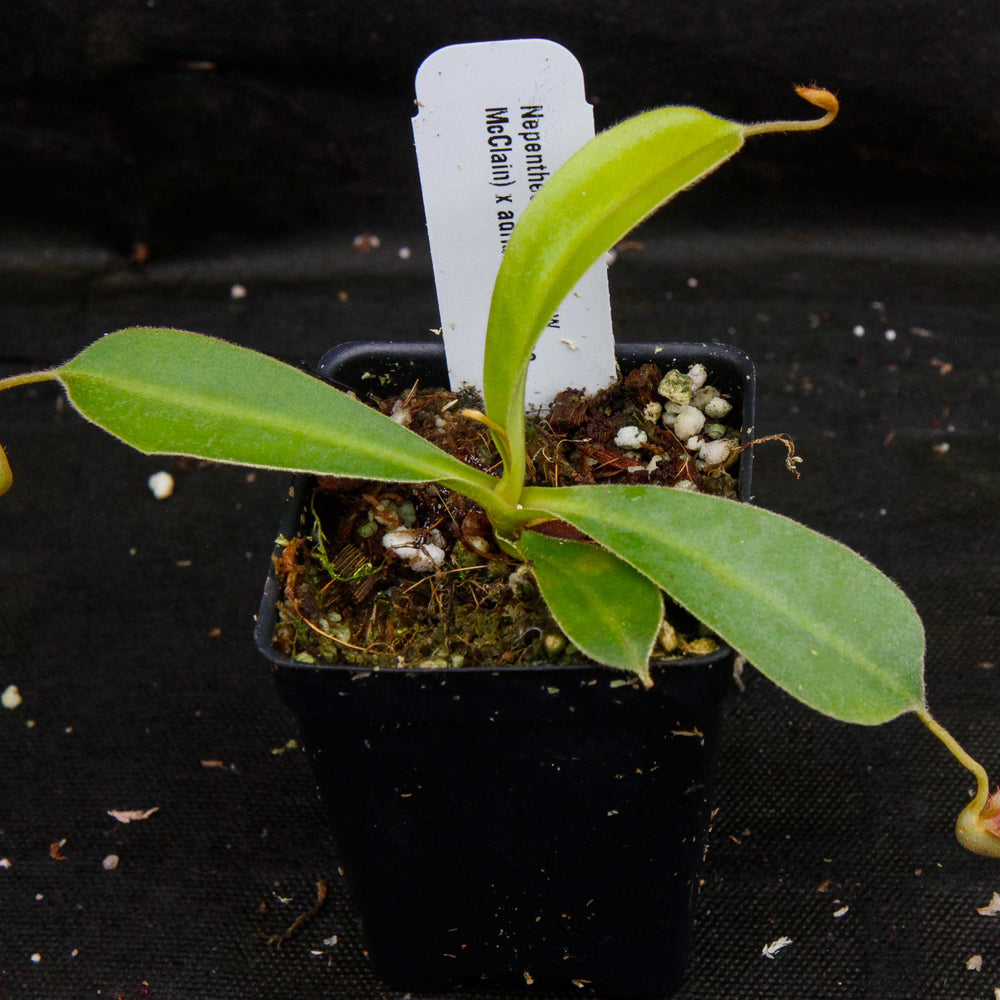 
                      
                        Nepenthes veitchii "Psychedelic" x adrianii, CAR-0092
                      
                    