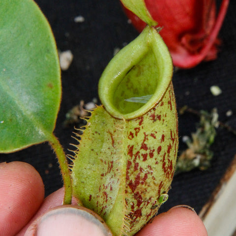 Nepenthes ampullaria x veitchii BE-3720 pitcher with pale green body red speckling and a curved opening.