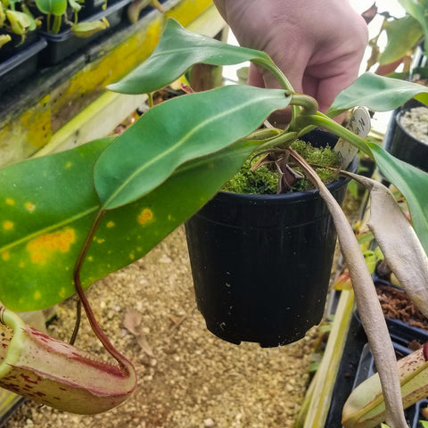 Hand holding Nepenthes veitchii x burbidgeae EP specimen in a pot at a plant nursery.