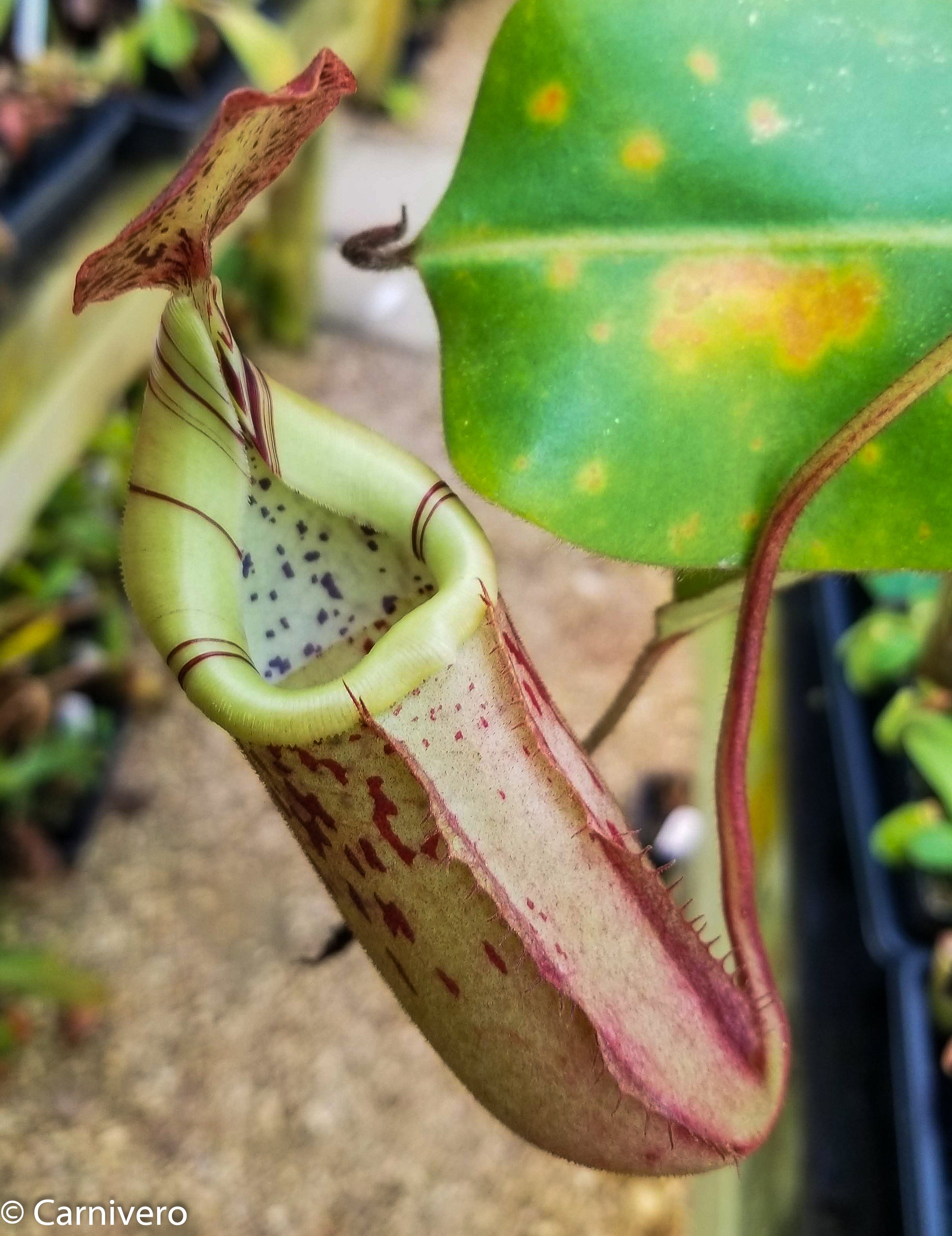 Nepenthes veitchii x burbidgeae -EP specimen – Carnivero