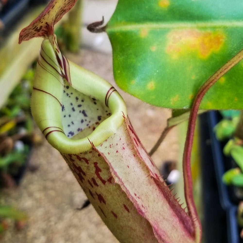 Nepenthes veitchii x burbidgeae -EP specimen