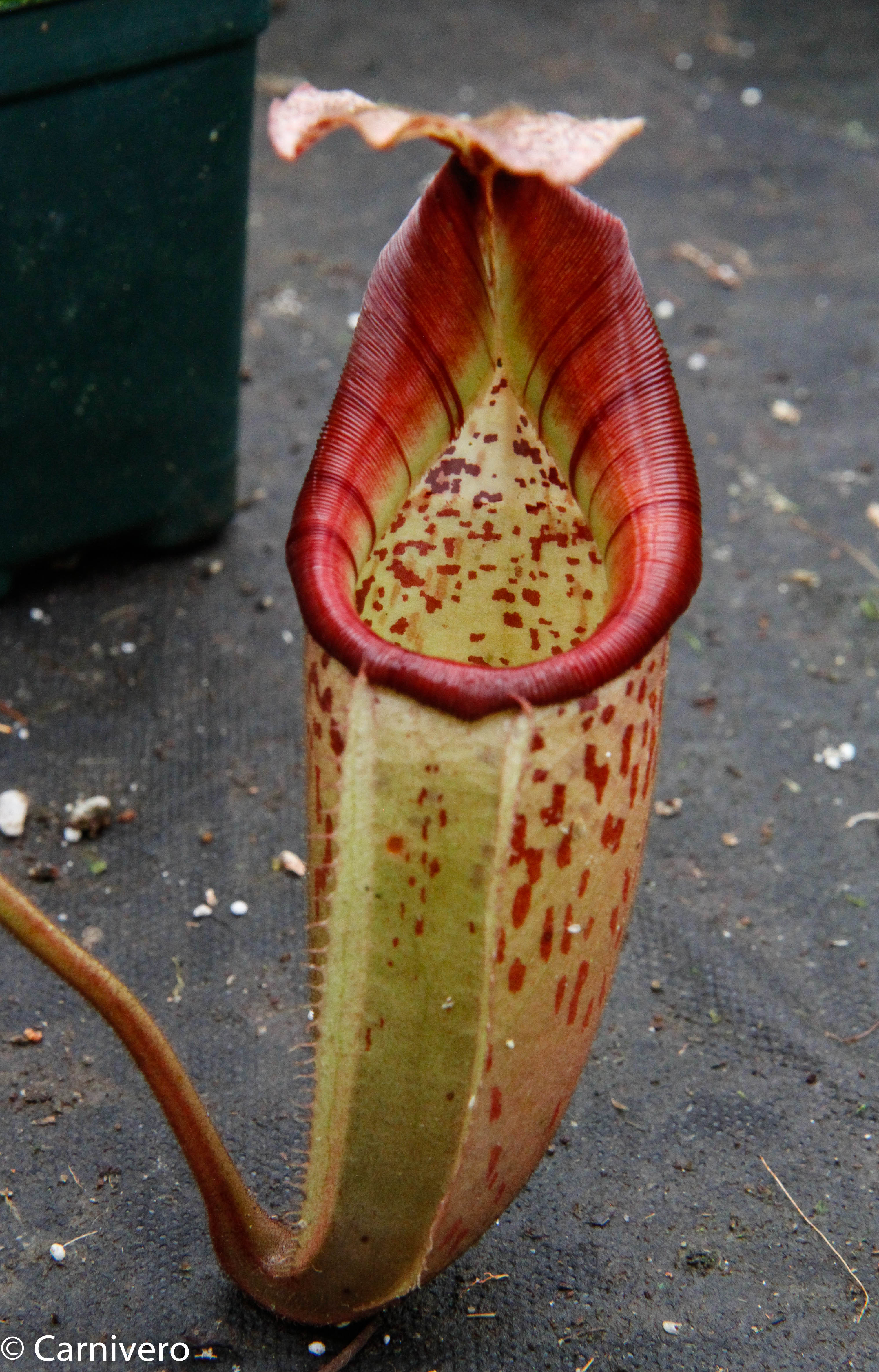 NepenthesVeitchiiXburbidgeae_D