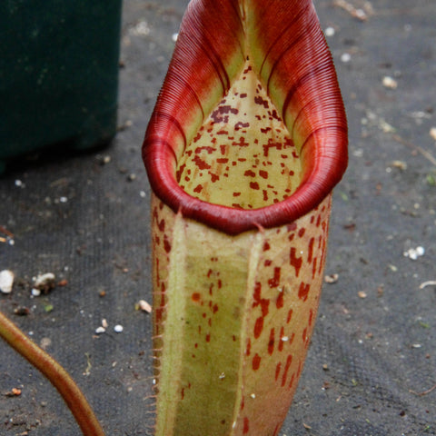 Close up of a Nepenthes veitchii H/L x burbidgeae pitcher with a red rim and pale yellow interior spotted with red