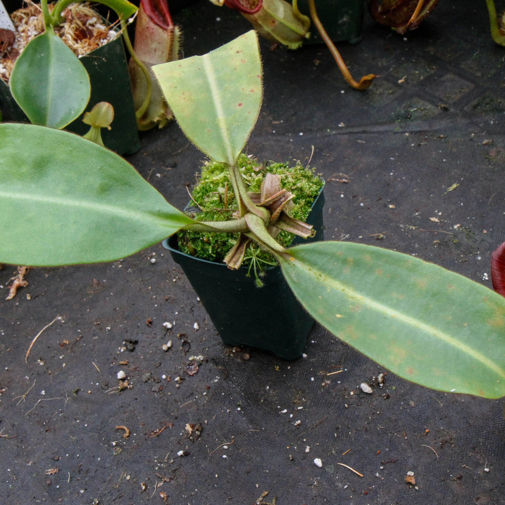 Nepenthes veitchii H/L x burbidgeae