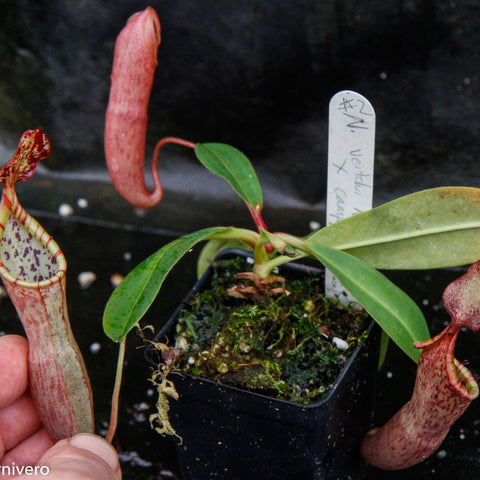 Nepenthes veitchii x campanulata pitcher plant with a curved pink pitcher and green leaves in a pot.