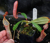 Nepenthes veitchii x campanulata
