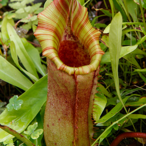 Mature Nepenthes veitchii x lowii pitcher plant with green and red striped peristome amid surrounding foliage