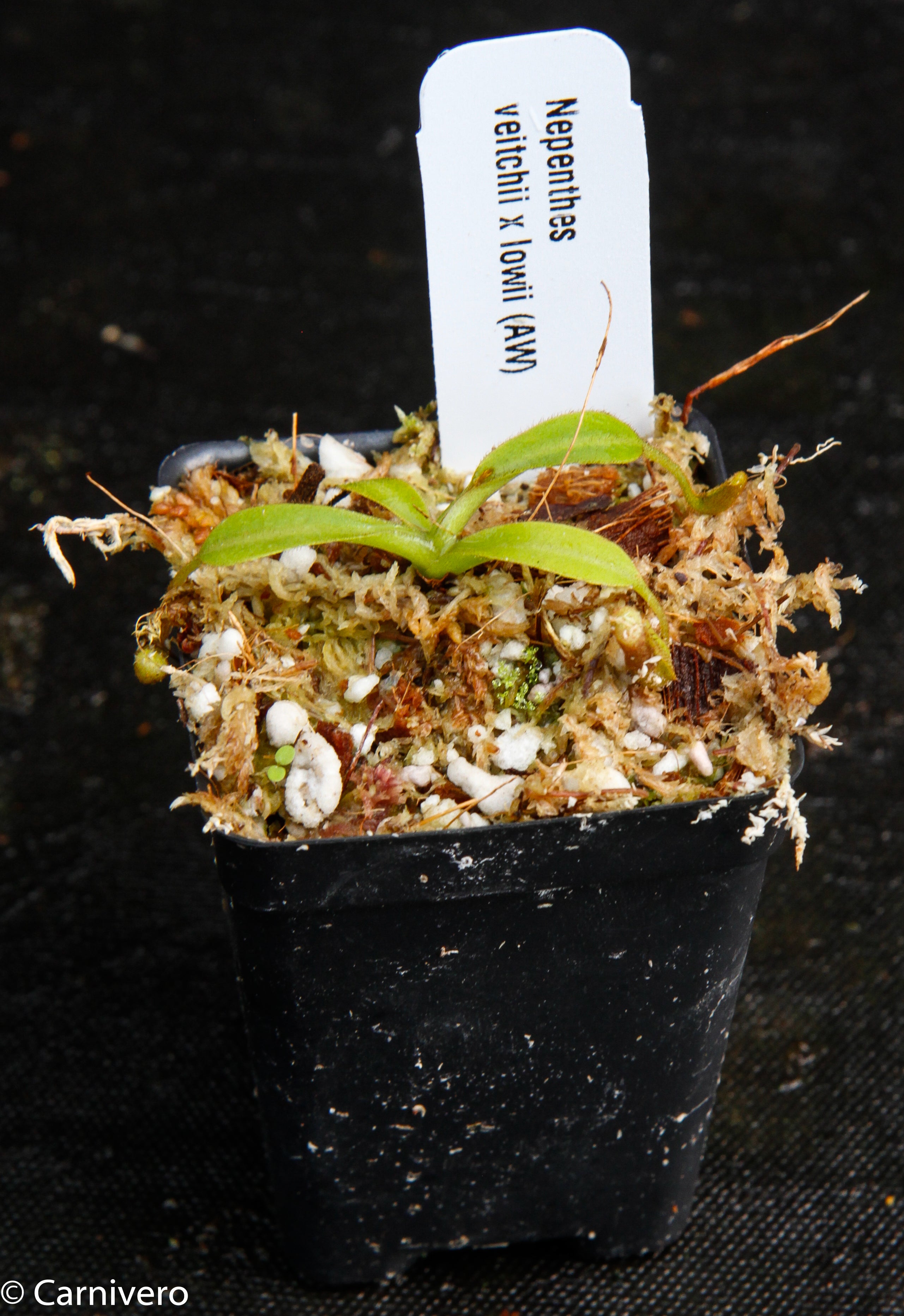 Nepenthes veitchii x lowii – Carnivero