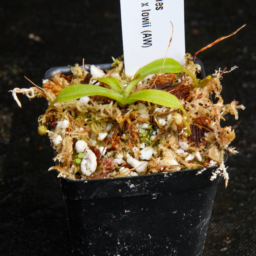 Nepenthes veitchii x lowii