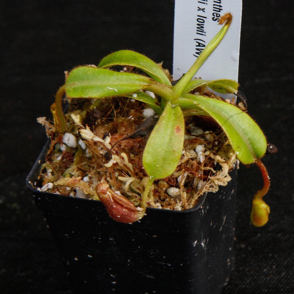 
                      
                        Nepenthes veitchii x lowii
                      
                    