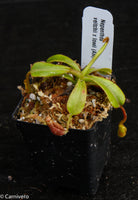 Nepenthes veitchii x lowii