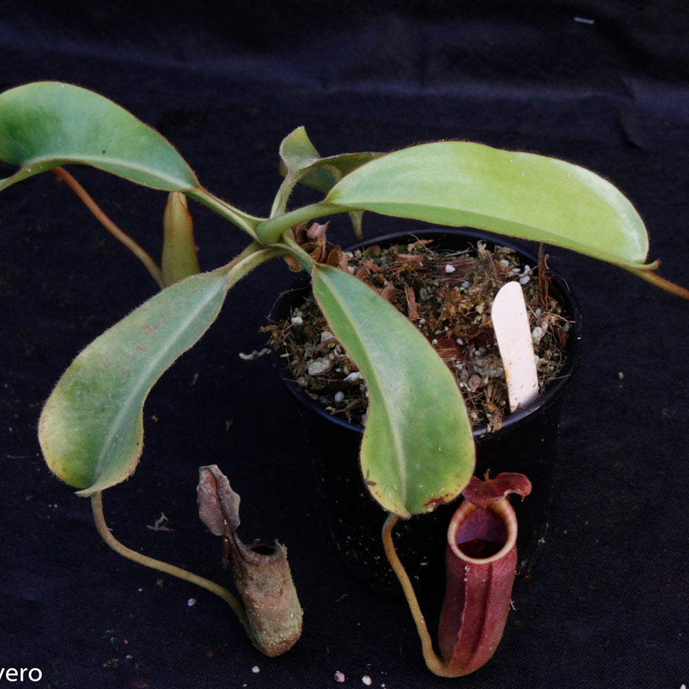 
                      
                        Nepenthes veitchii x lowii
                      
                    