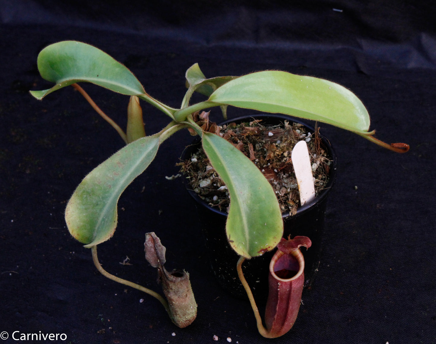 Nepenthes veitchii x lowii