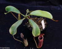 Nepenthes veitchii x lowii