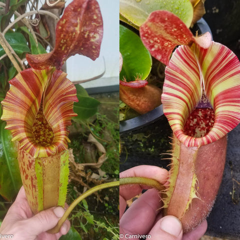 Two-panel close-up of a striped Nepenthes pitcher with red and yellow bands held in hand.