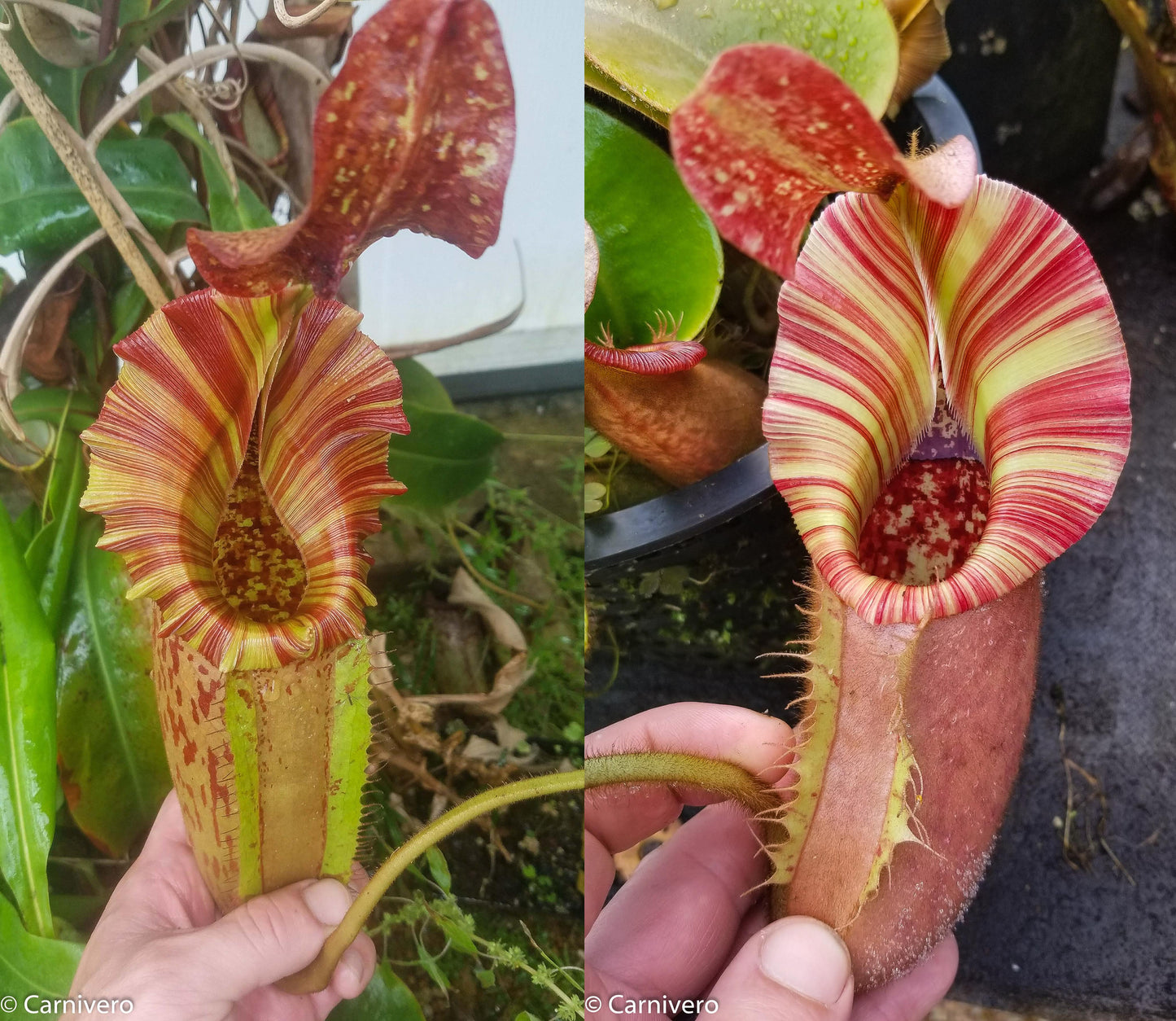 Nepenthes tiveyi 