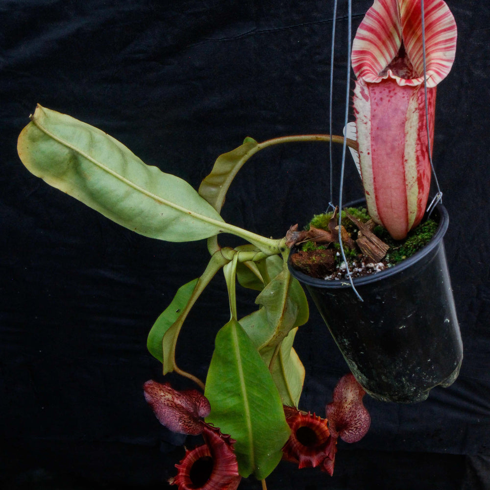 
                      
                        Nepenthes tiveyi "Sarawak Red"
                      
                    