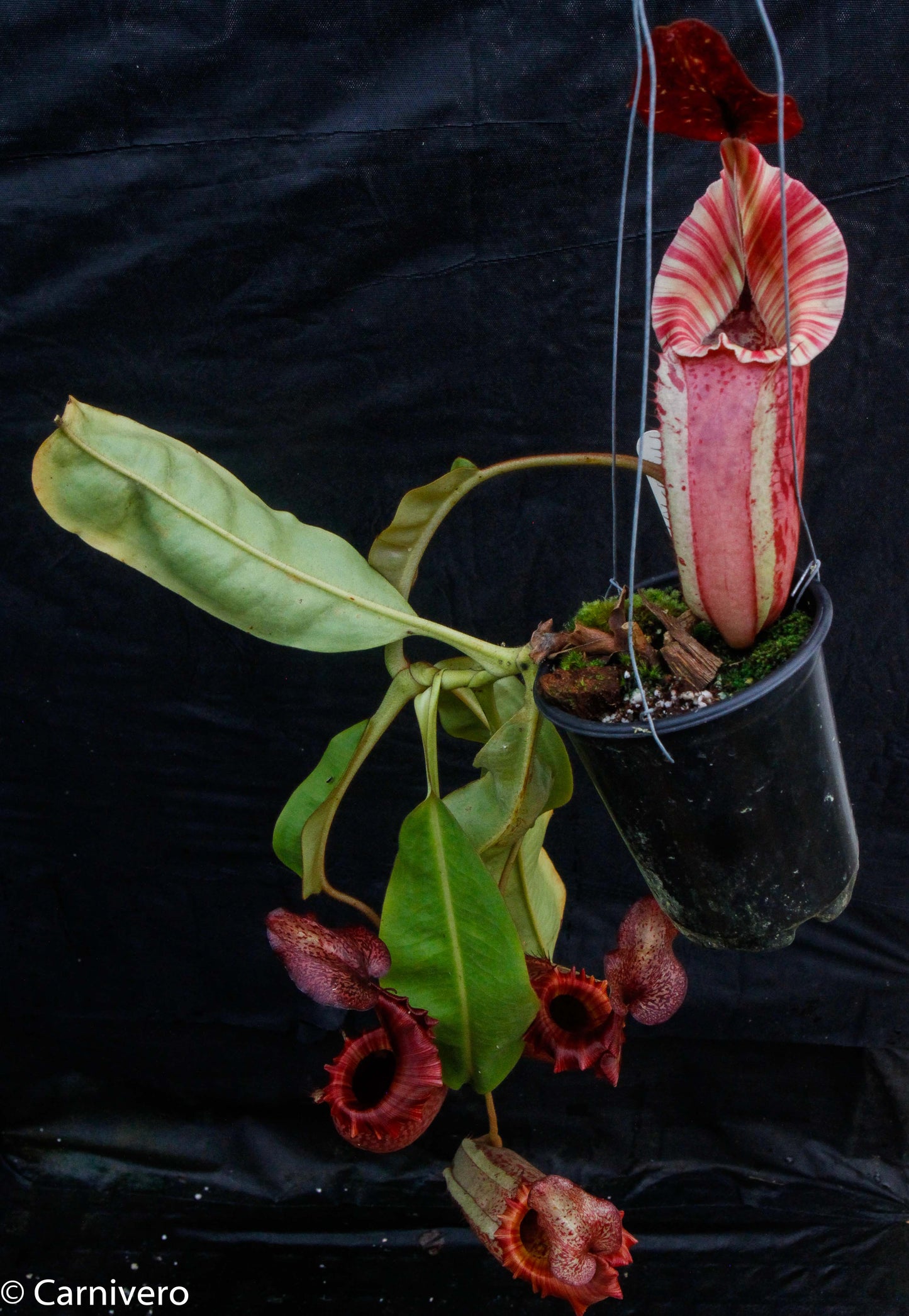 Nepenthes tiveyi 